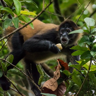 Arenal - Hanging Bridges - Geoffroy's spider monkey